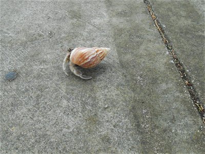 Coenobita perlatus