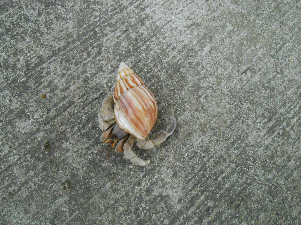 Coenobita perlatus