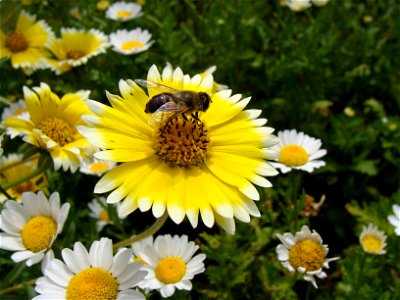 Eine Mistbiene (Eristalis tenax), bei der es sich in Wirklichkeit um eine Schwebfliegenart handelt photo