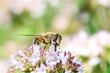 , also known as the drone fly is a widely established hoverfly. The specimen in the picture is an adult female with a length (head to abdomen) of about 14 mm. It is feeding on the blossoms of Oreganum photo