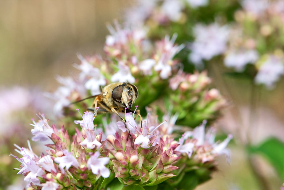 , also known as the drone fly is a widely established hoverfly. The specimen in the picture is an adult female with a length (head to abdomen) of about 14 mm. It is feeding on the blossoms of Oreganum