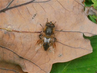 Common Drone Fly (Eristalis tenax) photo