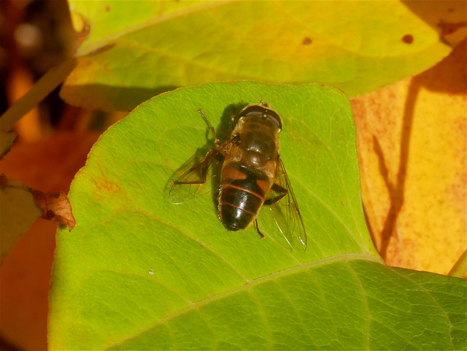 Common Drone Fly (Eristalis tenax)