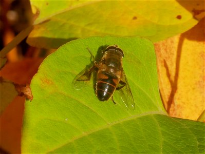 Common Drone Fly (Eristalis tenax) photo