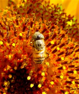 Eristalis tenax photo