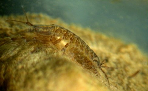Ūdens ēzelītis (Asellus aquaticus). Ķengaraga dīķis.