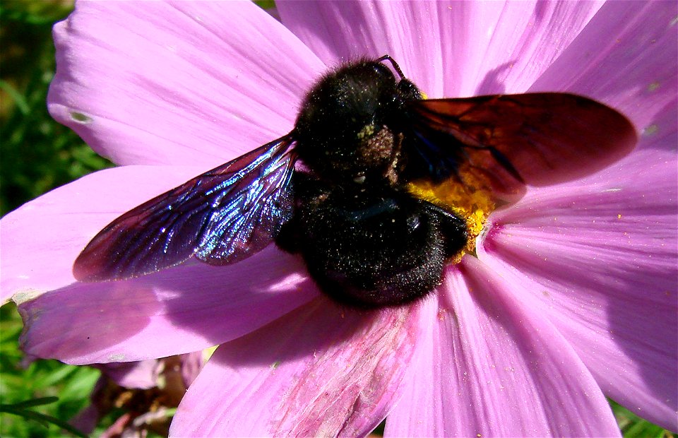 Xylocopa violacea on a cosmos.