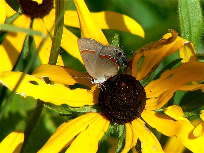 Image title: Red banded hairstreak butterfly calycopis cecrops
Image from Public domain images website, http://www.public-domain-image.com/full-image/fauna-animals-public-domain-images-pictures/insect
