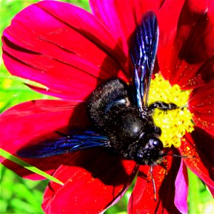 male Xylocopa violacea on a cosmos.