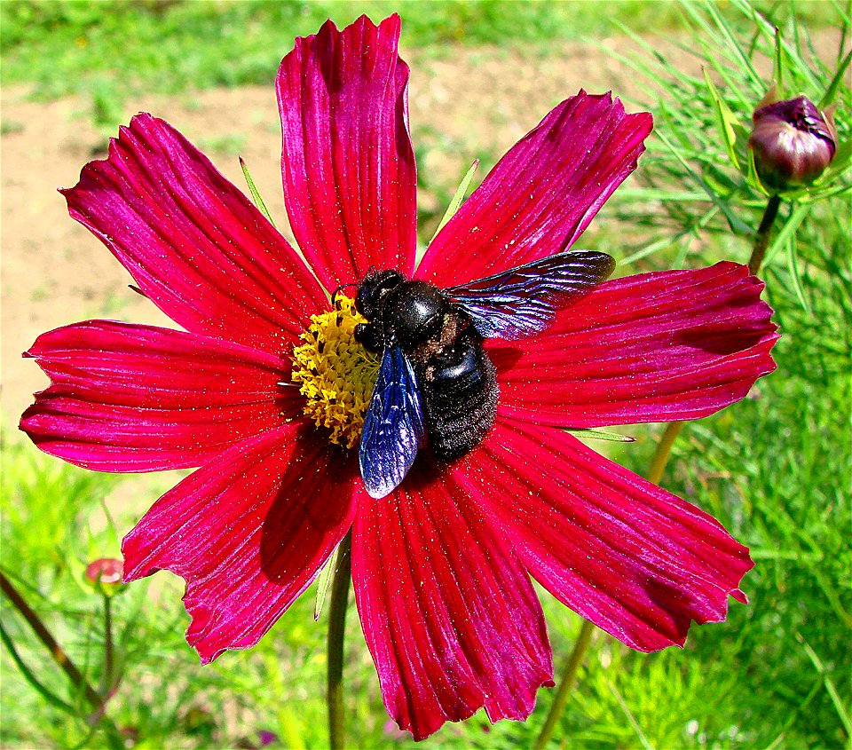 male Xylocopa violacea on a cosmos.