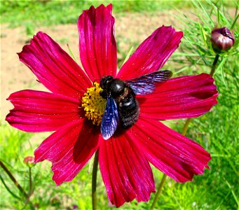 male Xylocopa violacea on a cosmos.