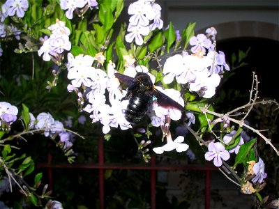 Abejorro, en Son Ferrer, Mallorca. Species = Xylocopa violacea