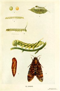 Picture from book Indian Insect Life: a Manual of the Insects of the Plains by Harold Maxwell-Lefroy. photo