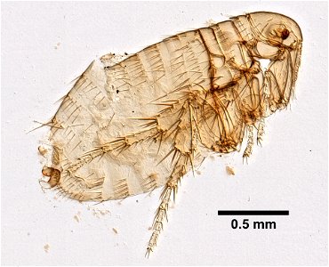 PRESERVED_SPECIMEN; FEMALE; ; microslide; ; IZ number 99364; lot count 1; Microslide 01, balsam, whole mount; female; photo