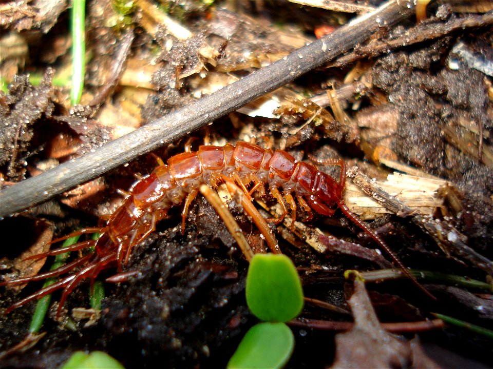 Lithobius forficatus
