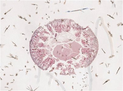 PRESERVED_SPECIMEN; ; ; microslide; ; IZ number 98181; lot count 1; Microslide 01, balsam, intestines, serial section;