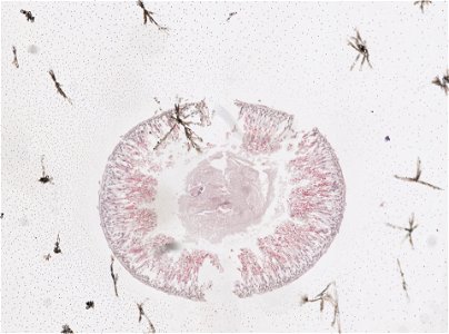 PRESERVED_SPECIMEN; ; ; microslide; ; IZ number 98182; lot count 1; Microslide 01, balsam, intestines, serial section;