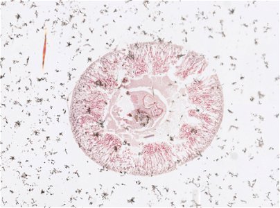 PRESERVED_SPECIMEN; ; ; microslide; ; IZ number 98185; lot count 1; Microslide 01, balsam, intestines, serial section;