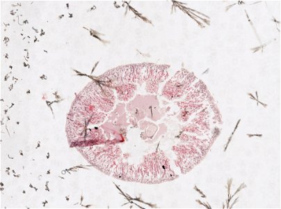 PRESERVED_SPECIMEN; ; ; microslide; ; IZ number 98187; lot count 1; Microslide 01, balsam, intestines, serial section;