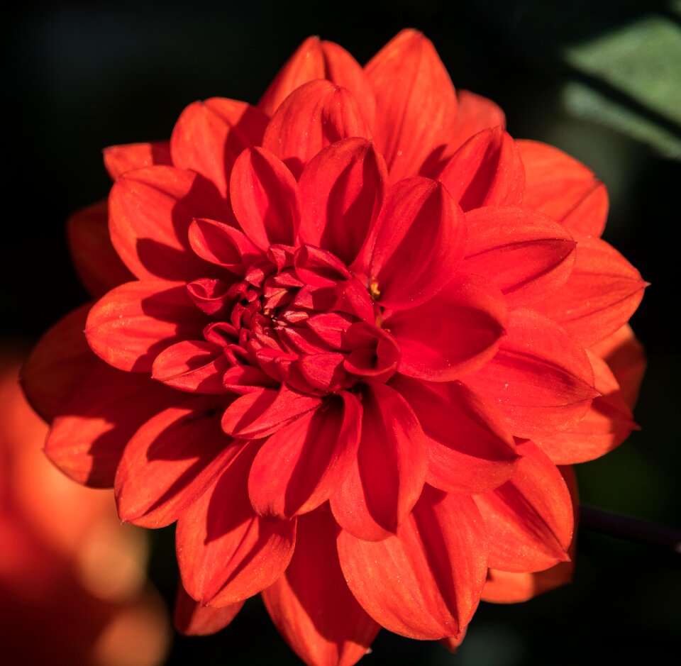 Flower plant ornamental plant