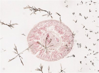 PRESERVED_SPECIMEN; ; ; microslide; ; IZ number 98190; lot count 1; Microslide 01, balsam, intestines, serial section;