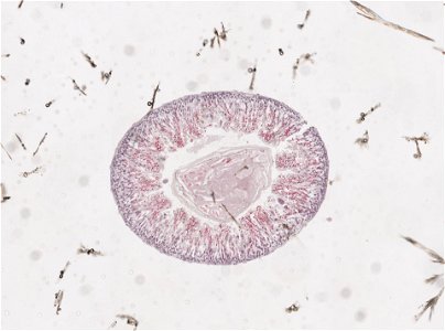 PRESERVED_SPECIMEN; ; ; microslide; ; IZ number 98193; lot count 1; Microslide 01, balsam, intestines, serial section;