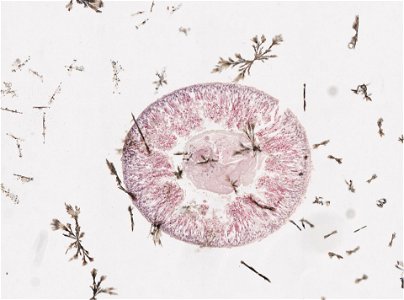PRESERVED_SPECIMEN; ; ; microslide; ; IZ number 98196; lot count 1; Microslide 01, balsam, intestines, serial section;