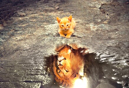 Reflection water dream