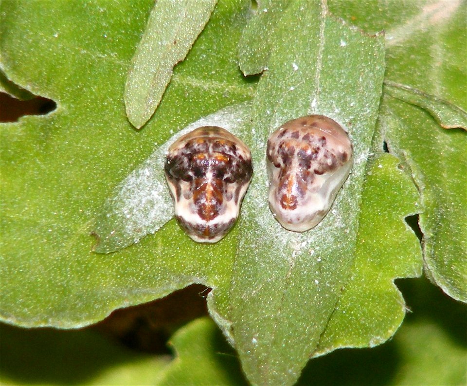 Apefly_Spalgis epius_Pupa