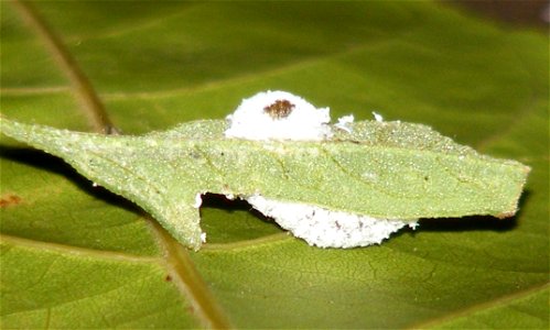 Apefly_Spalgis epius_larva photo