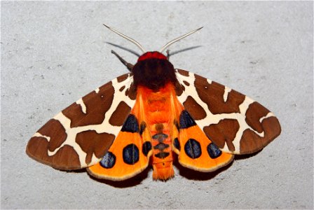 Garden tiger moth photo