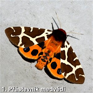 Garden tiger moth