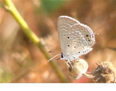 Gram Blue_Euchrysops cnejus