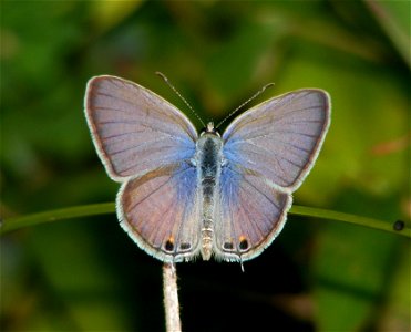 Gram Blue (Euchrysops cnejus)_male photo