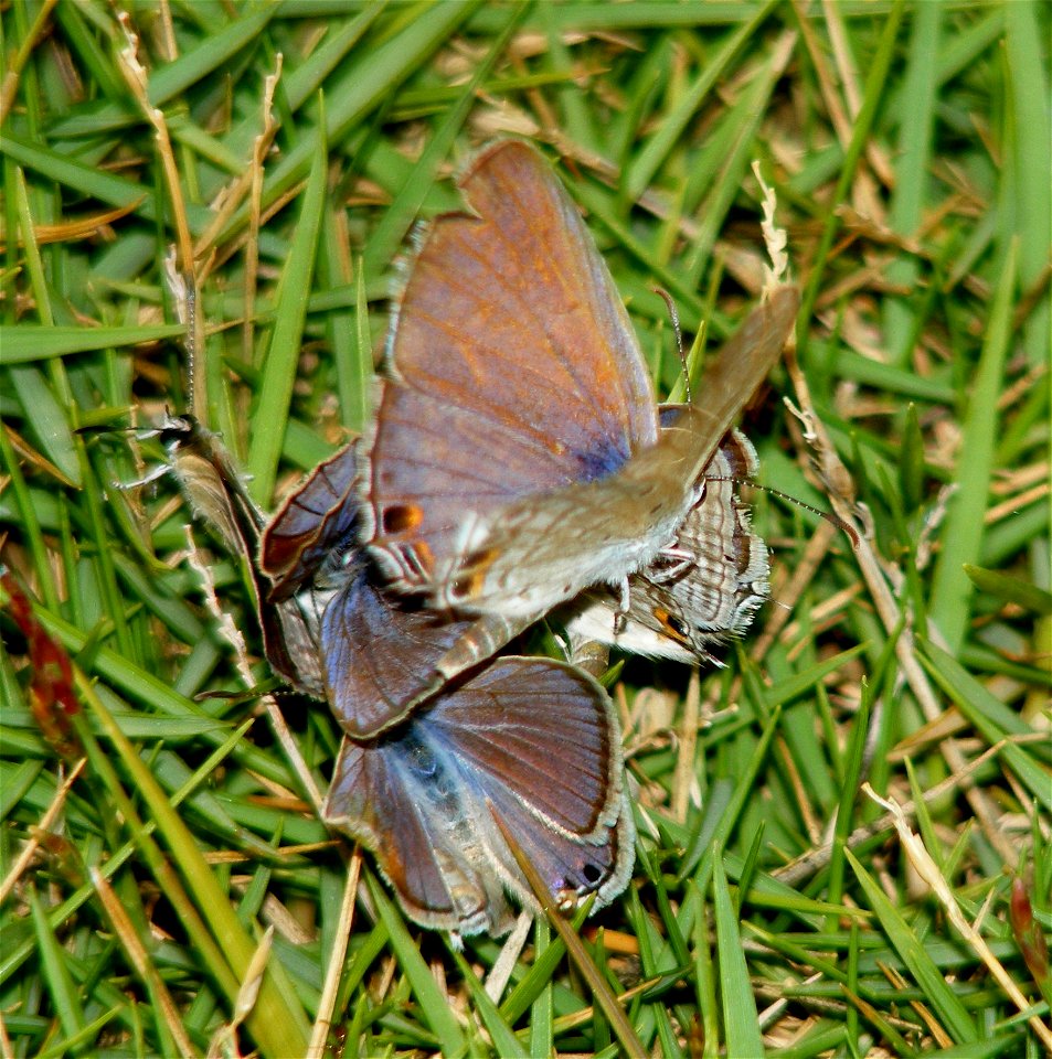 six gram blues...fight during courtship