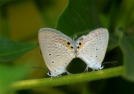Gram Blue_Euchrysops cnejus