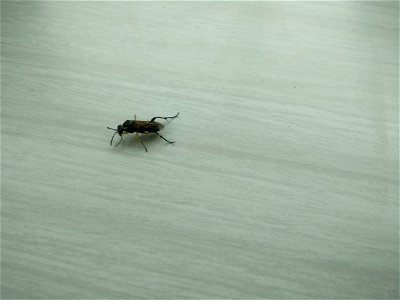 Il s'agit d'un insecte volant, de couleur jaune et noire, avec des antennes noires, et des crochets au niveau de la fixation du dernier segment des pattes. Photo prise en Île-de-France, sur une table.