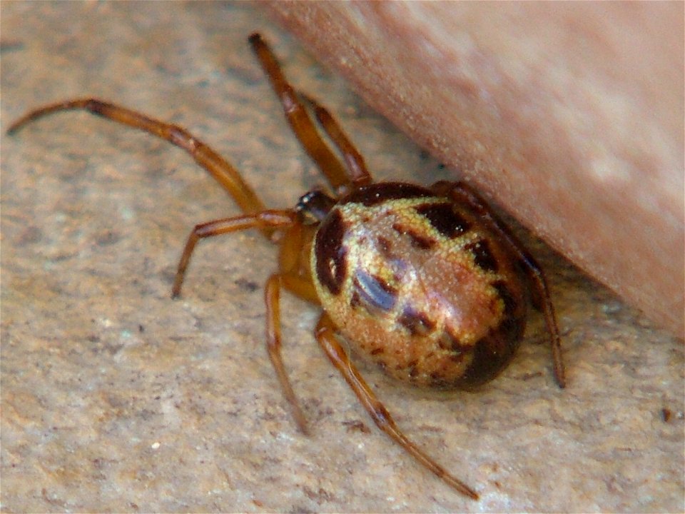 Photograph showing marbling effect and shiny exterior on Steatoda Nobilis