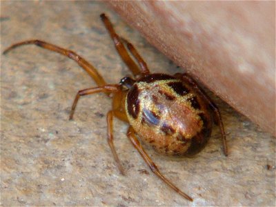 Photograph showing marbling effect and shiny exterior on Steatoda Nobilis
