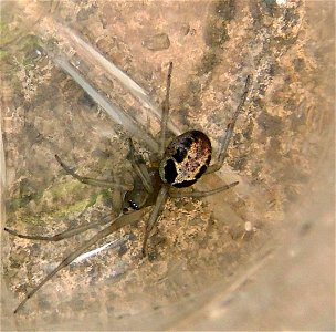 Steatoda nobilis male photo