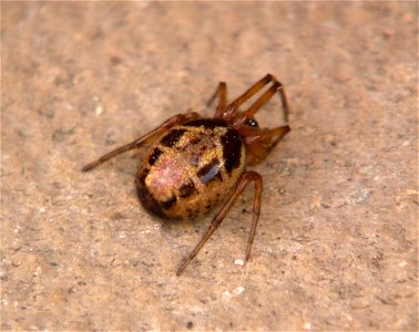 Female Steatoda nobilis' marble like markings and shiny body, very distinct patterning with large bulbous abdomen. My experience of them shows this to be a female, whereas the male tends to have a mor photo