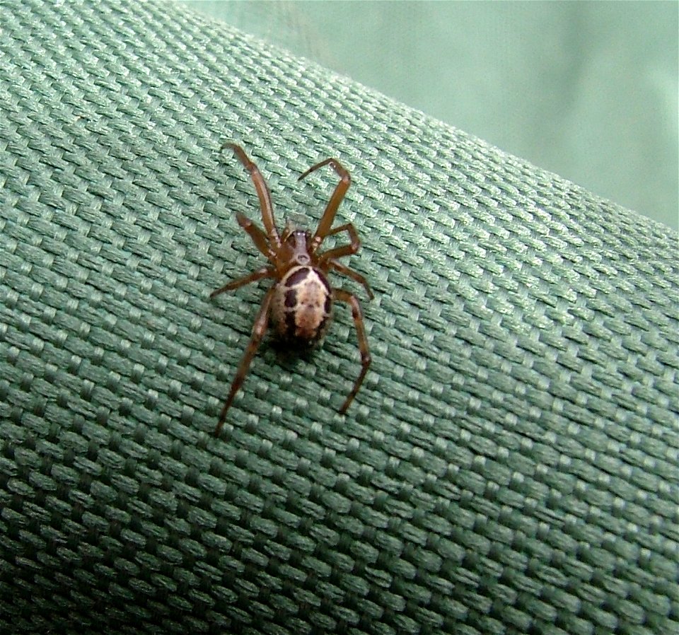 Steatoda nobilis - Hampshire UK