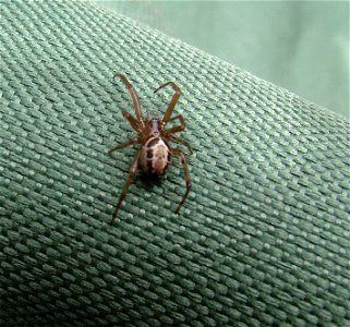 Steatoda nobilis - Hampshire UK photo