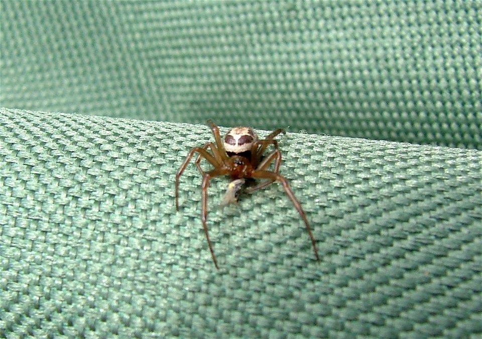 Steatoda nobilis - Hampshire UK