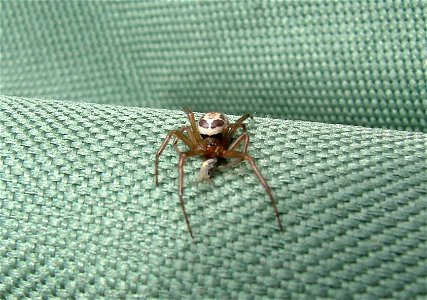 Steatoda nobilis - Hampshire UK