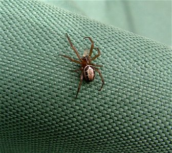 Steatoda nobilis - Hampshire UK