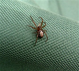 Steatoda nobilis - Hampshire UK photo