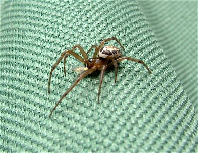 Steatoda nobilis - Hampshire UK
