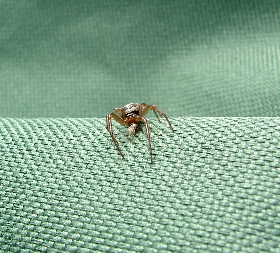 Steatoda nobilis - Hampshire UK