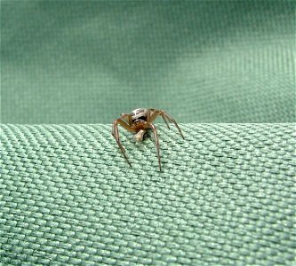 Steatoda nobilis - Hampshire UK